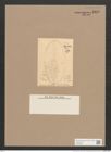 Navicula notabilis Grev. (de-Toni-Nr.: Genus 1, Species 808) Zeichnungen Sammlung Grunow Nr. 1312 (NHMW-BOT-W0367983)
